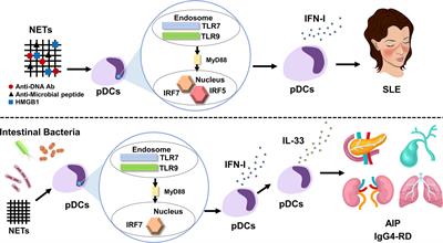 Plasmacytoid Dendritic Cells as a New Therapeutic Target for Autoimmune Pancreatitis and IgG4-Related Disease